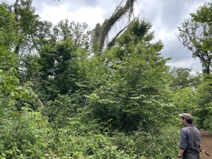 中央上、枯れたカシの木が見える