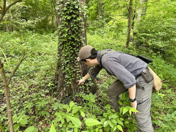 中央上、枯れたカシの木が見える