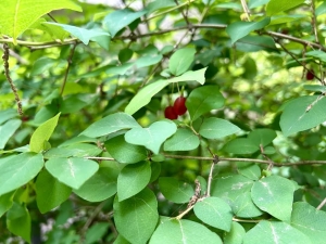 久々に口にしたウグイスカグラ