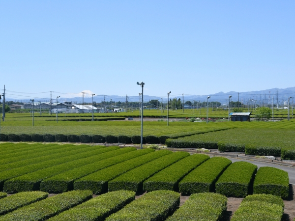 富士山が見える美しい茶畑