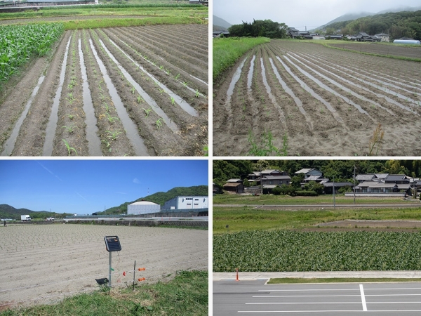 自社農場の様子。写真はトウモロコシ（提供：大町）