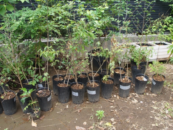 Comorisで生育している木の一部は、北杜や移転前の土地で育てたものを持ってきている