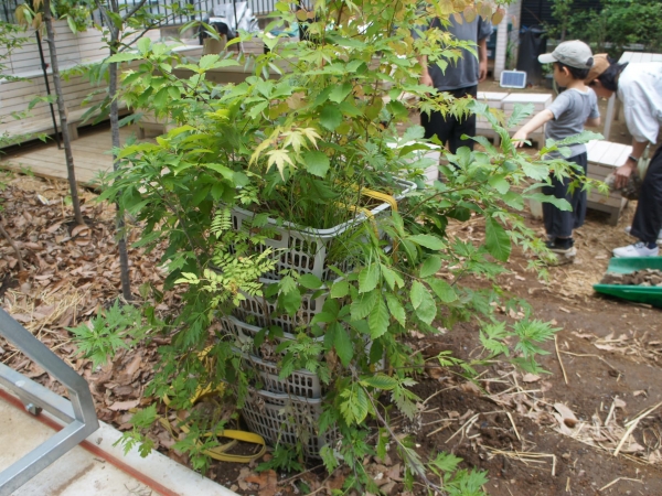 Comorisで生育している木の一部は、北杜や移転前の土地で育てたものを持ってきている