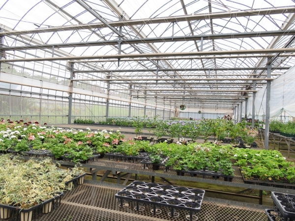 周辺の他の建物と異なり、バルコニーにはさまざまな植物。１階にも溢れんばかりの緑が（写真提提供/bonvoyage株式会社）