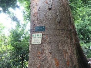 東久留米市界隈には長年続く農家も多く、そこで徐々に相続が発生し始めている。写真は秋田さん宅の庭にある巨樹（筆者撮影）