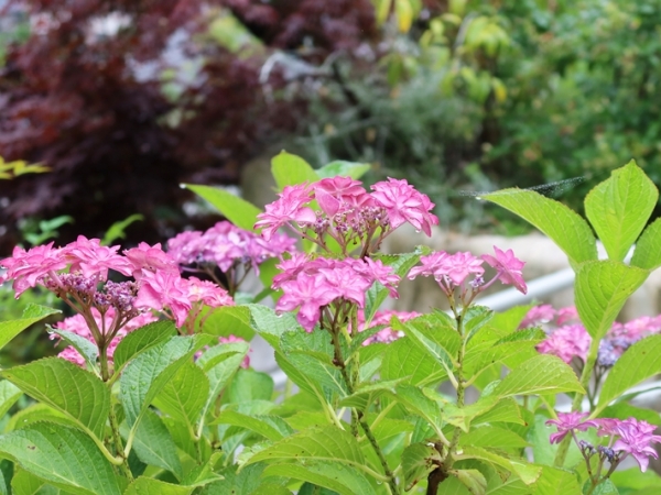 英国王室も認めた庭園デザイナー・石原和幸氏の長崎市「三原庭園」。花