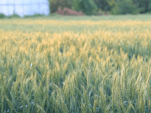 秋田家の自宅の横には豊かな麦畑が広がっていた