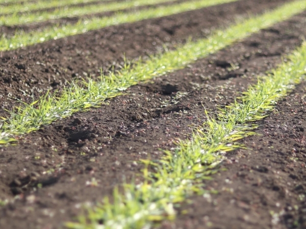 レストランから望む、住宅予定地