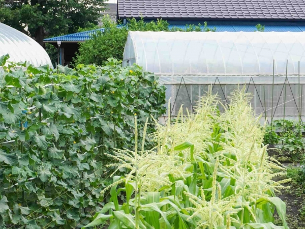 さまざまな農作物をつくる新田農園。夏の農産品が最盛期の頃の様子